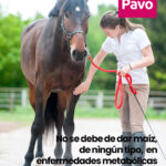 Impacto de la sobrealimentación de maíz en caballos