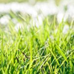 La frecuencia perfecta para el riego de tu césped