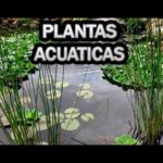 Las mejores plantas para oxigenar el agua de tu estanque
