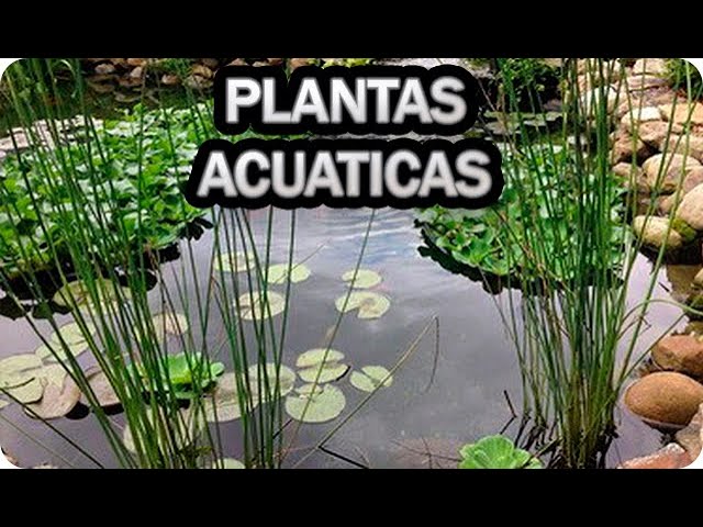 Las mejores plantas para oxigenar el agua de tu estanque