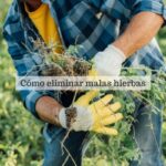 Limpia tu césped de maleza rápidamente con estos consejos