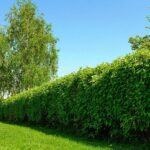 Los arbustos perfectos para cercos en tu jardín