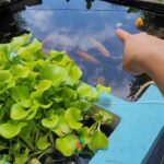 Mantenimiento ideal para lograr agua cristalina en tu estanque