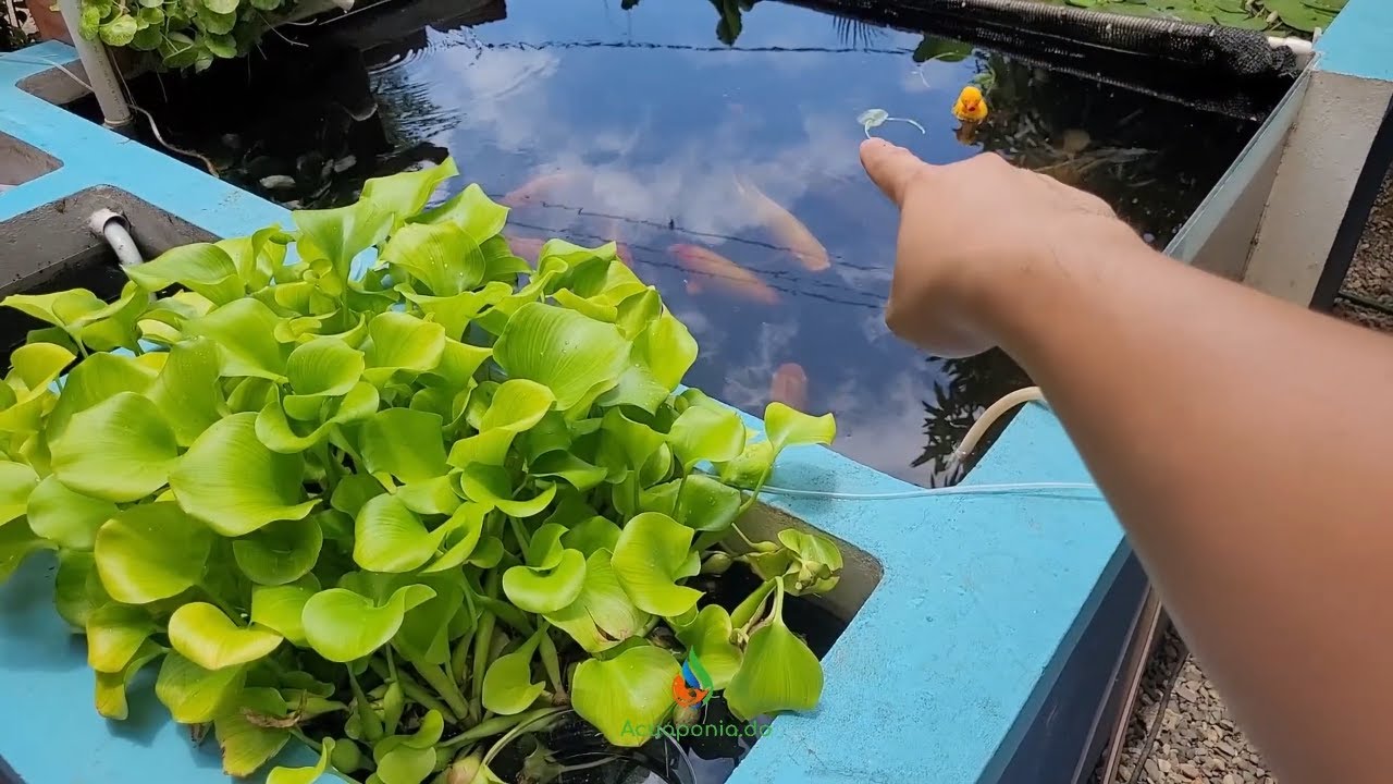 Mantenimiento ideal para lograr agua cristalina en tu estanque
