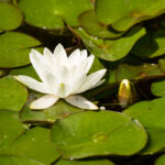 Nombres de las hojas en estanques: información esencial