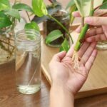 Optimiza el enraizamiento con estos métodos efectivos