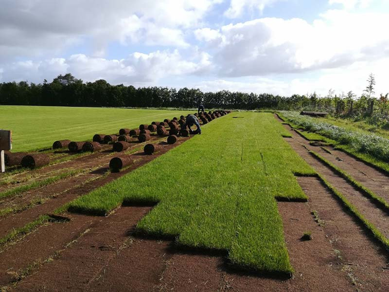 Pasto en rollo o semilla: la mejor elección