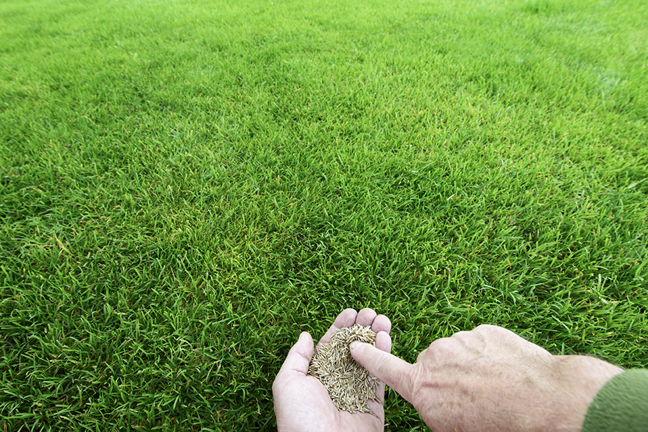 Pasto resistente a la sequía: elige el más adecuado