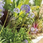 Plantas ideales para césped a la intemperie solar