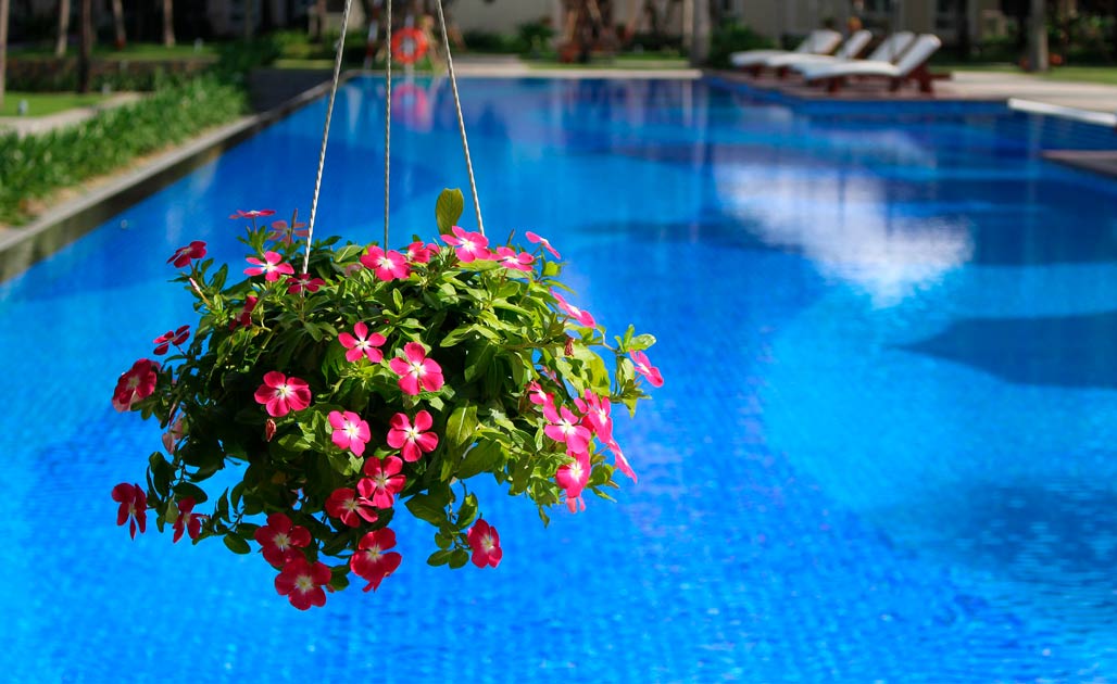 Plantas ideales para embellecer tu área de piscina