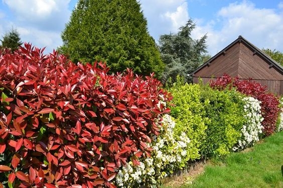 Plantas ideales para formar un cerco en tu jardín