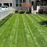 Potencia el rendimiento de la festuca en tu jardín