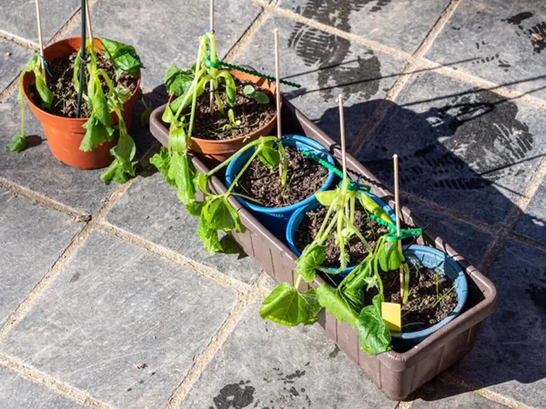 Recupera tus plantas tras una helada: consejos prácticos