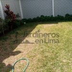 Renueva tu césped amarillo con estos consejos efectivos