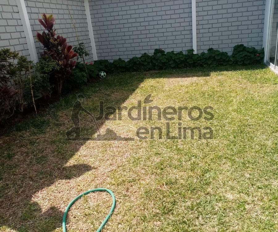 Renueva tu césped amarillo con estos consejos efectivos