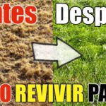 Revive el verdor de tu césped con estas eficaces recomendaciones