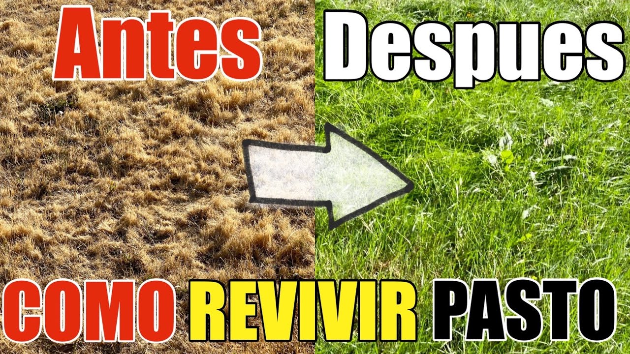 Revive el verdor de tu césped con estas eficaces recomendaciones