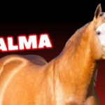 Técnicas efectivas para relajar a los caballos