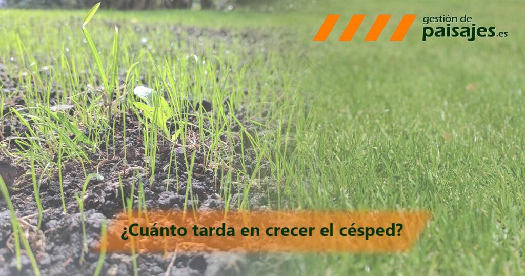 Tiempo necesario para el crecimiento óptimo del césped