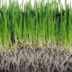 Todo lo que debes conocer sobre las raíces del césped