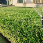 Todo lo que necesitas para cultivar festuca en tu jardín