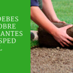 Todo lo que necesitas saber sobre la fertilización del césped