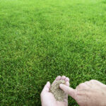 Variedades de pasto resistente a la sequía y su riego