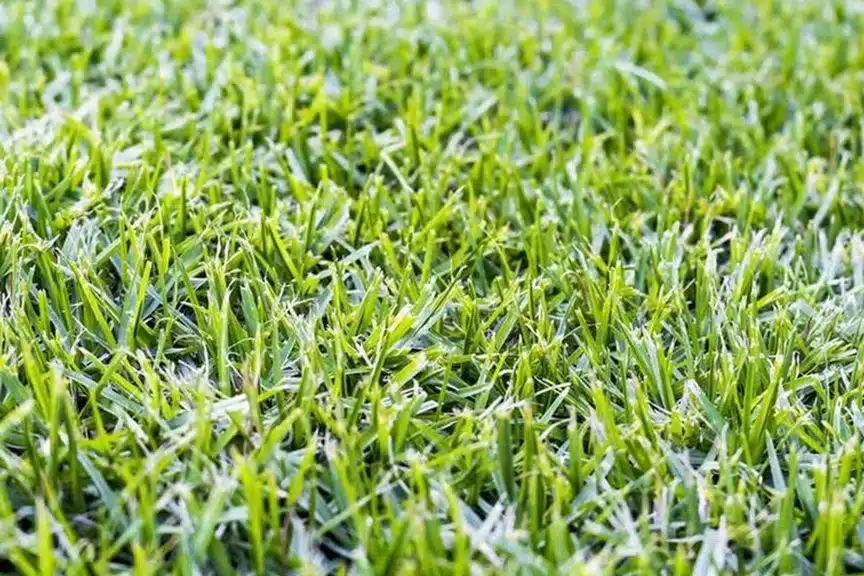 Ventajas del pasto kikuyo para embellecer tu jardín