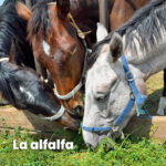 Animales que se alimentan de alfalfa: todo lo que necesitas saber