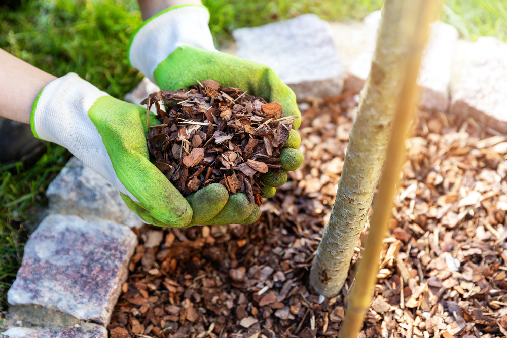 Beneficios y aplicaciones del mantillo en tu jardín