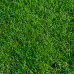 Césped perenne: la mejor opción para cualquier temporada