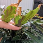 Cómo saber si tu planta sufre por exceso de agua