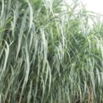 Conoce el pasto más rico en proteínas para tus animales