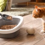 Consejos para eliminar el mal olor del arenero de tu mascota