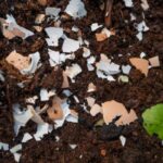Crea tu abono casero con cáscaras de huevo fácilmente
