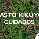 Domina la pronunciación correcta de kikuyo