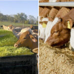 El césped perfecto para la alimentación de tu ganado lechero