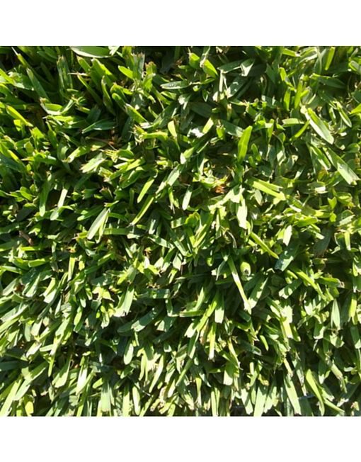 Elige el mejor momento para sembrar kikuyo en tu jardín