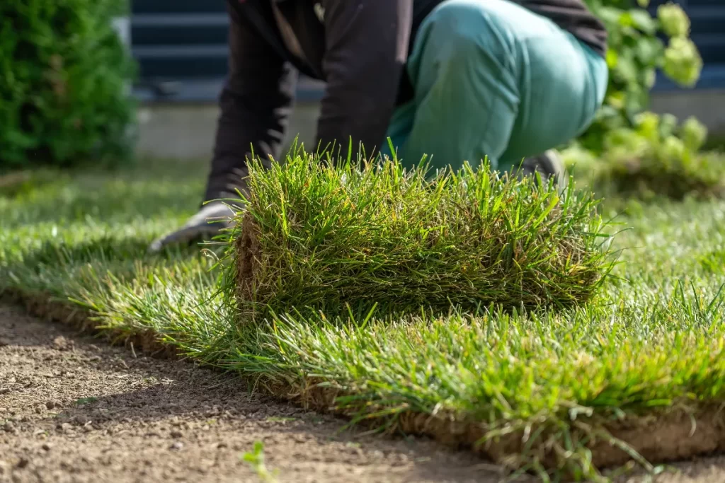 Elige el mejor pasto en rollo para tu jardín