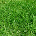 Estrategias efectivas para promover el crecimiento del césped