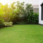 Forraje asequible para césped: la mejor opción disponible