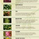 Frutas peligrosas para caballos: cuáles son y por qué evitarlas