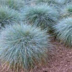 Guía esencial para cultivar festuca en tu jardín