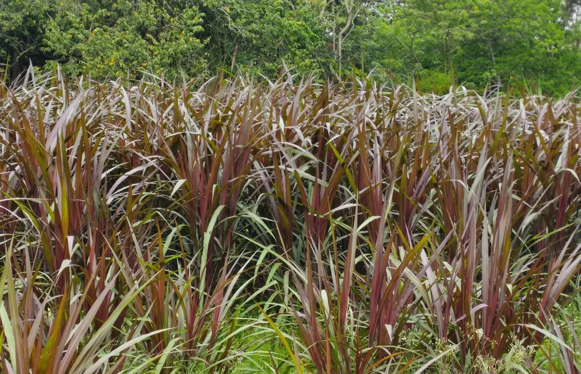 Identifica el pasto morado más popular para cortes
