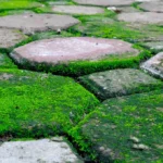 Impacto de eliminar el musgo: lo que debes conocer