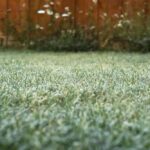 Impacto del frío en el césped y cuidados esenciales