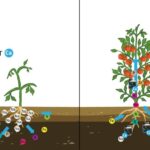 Impactos adversos del riego con agua salada en plantas