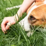 La conexión entre el césped y el comportamiento de tu perro