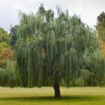 Las especies de árboles de crecimiento más rápido
