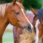 Los gustos favoritos de los caballos que debes saber